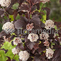 PHYSOCARPUS